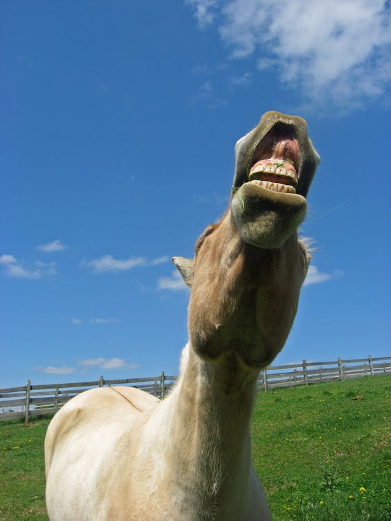 Flemen articles